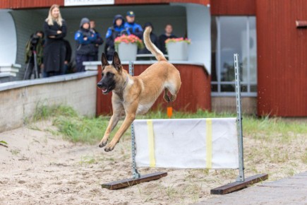 Eesti teenistuskoerte võistlus / foto Kristi Kuusmik-Orav